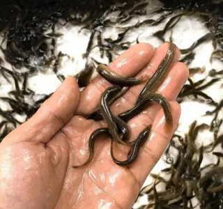 ​“泥鳅钓鱼”为何会被禁止？它的危害有多大？真能钓空一个水库？