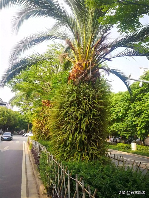 小小的象甲虫,毁了亭亭玉立的海藻树