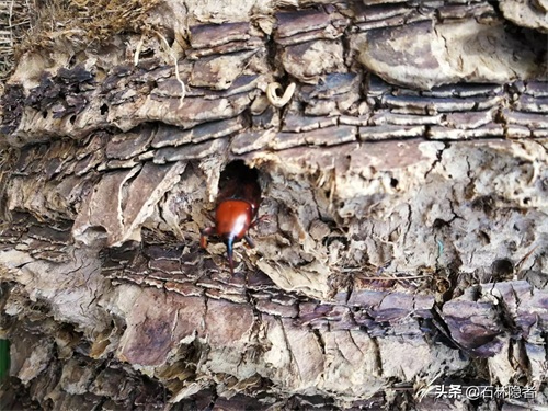 小小的象甲虫,毁了亭亭玉立的海藻树