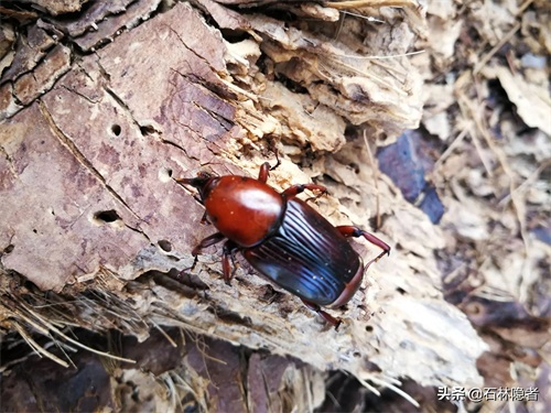 小小的象甲虫,毁了亭亭玉立的海藻树