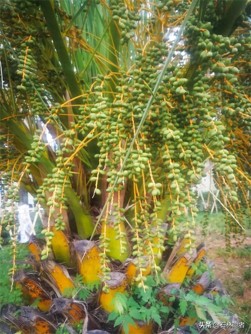 小小的象甲虫,毁了亭亭玉立的海藻树