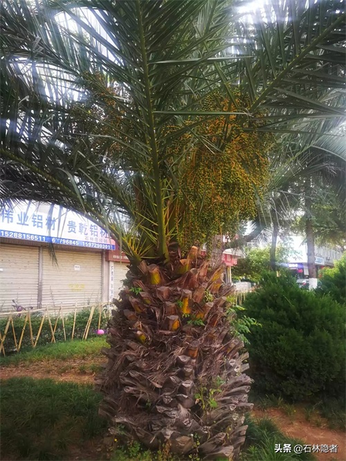 小小的象甲虫,毁了亭亭玉立的海藻树