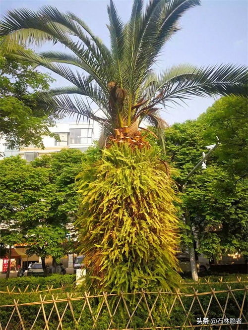 小小的象甲虫,毁了亭亭玉立的海藻树