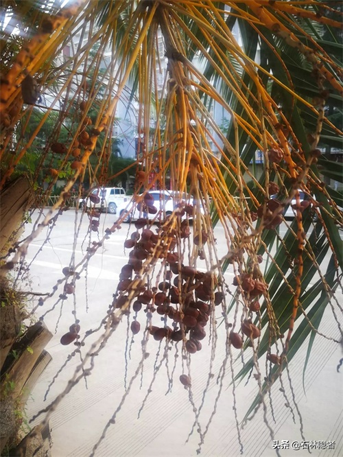 小小的象甲虫,毁了亭亭玉立的海藻树