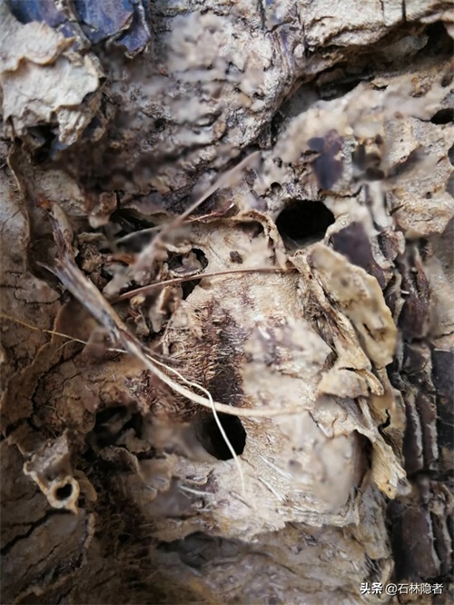 小小的象甲虫,毁了亭亭玉立的海藻树