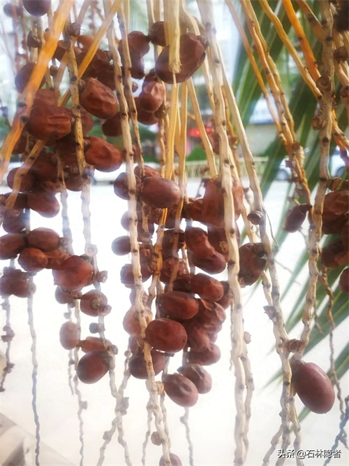 小小的象甲虫,毁了亭亭玉立的海藻树