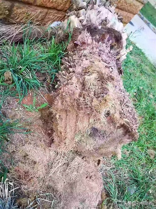 小小的象甲虫,毁了亭亭玉立的海藻树