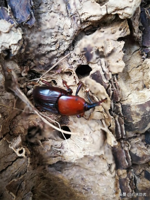 小小的象甲虫,毁了亭亭玉立的海藻树