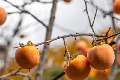 ​柿子成熟的季节，教你4种吃法，换着花样，好吃不腻，营养丰富