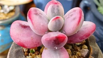 把多肉放在寒冷的地方是虐它们吗？不同地区答案可能不一样