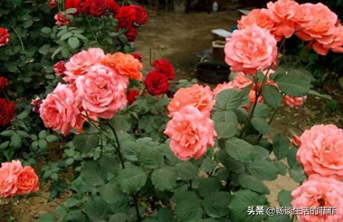 蔷薇和月季的区别，别再傻傻的分不清了