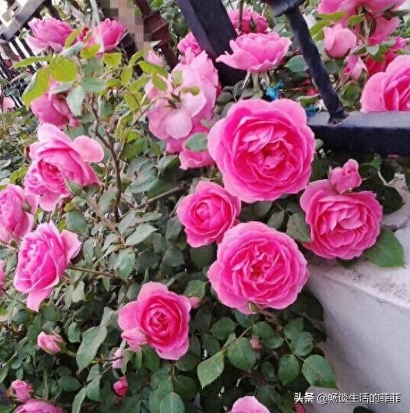 蔷薇和月季的区别，别再傻傻的分不清了