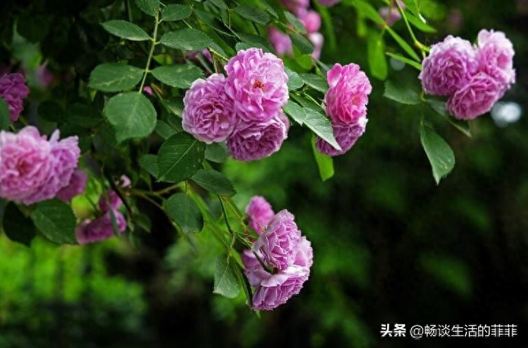蔷薇和月季的区别，别再傻傻的分不清了