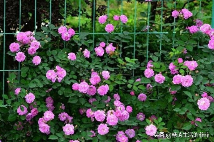 蔷薇和月季的区别，别再傻傻的分不清了