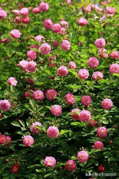 蔷薇和月季的区别，别再傻傻的分不清了