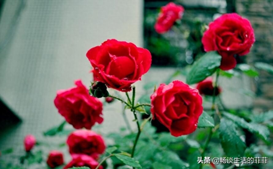 蔷薇和月季的区别，别再傻傻的分不清了