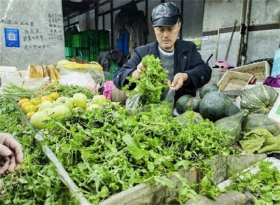 ​“冬季第一鲜”，荠菜飘香而来