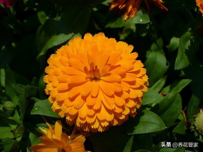 盘点菊花四大品种，附：开花时间