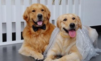 ​想要一窝小金毛吗？那得学会如何帮助金毛狗狗完成交配！