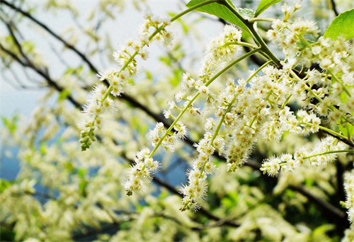 被誉为“中山十景之一”的五桂山，是珠江口最高峰，风景如画