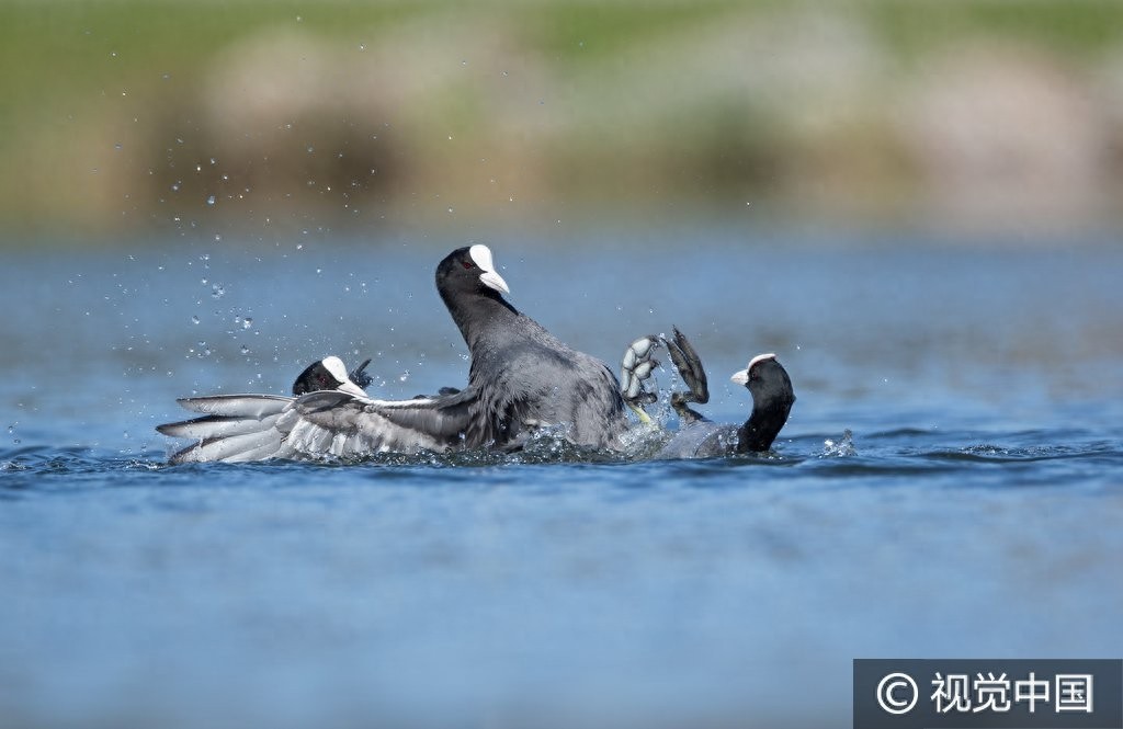 群鸭戏水,谁是最终胜者?