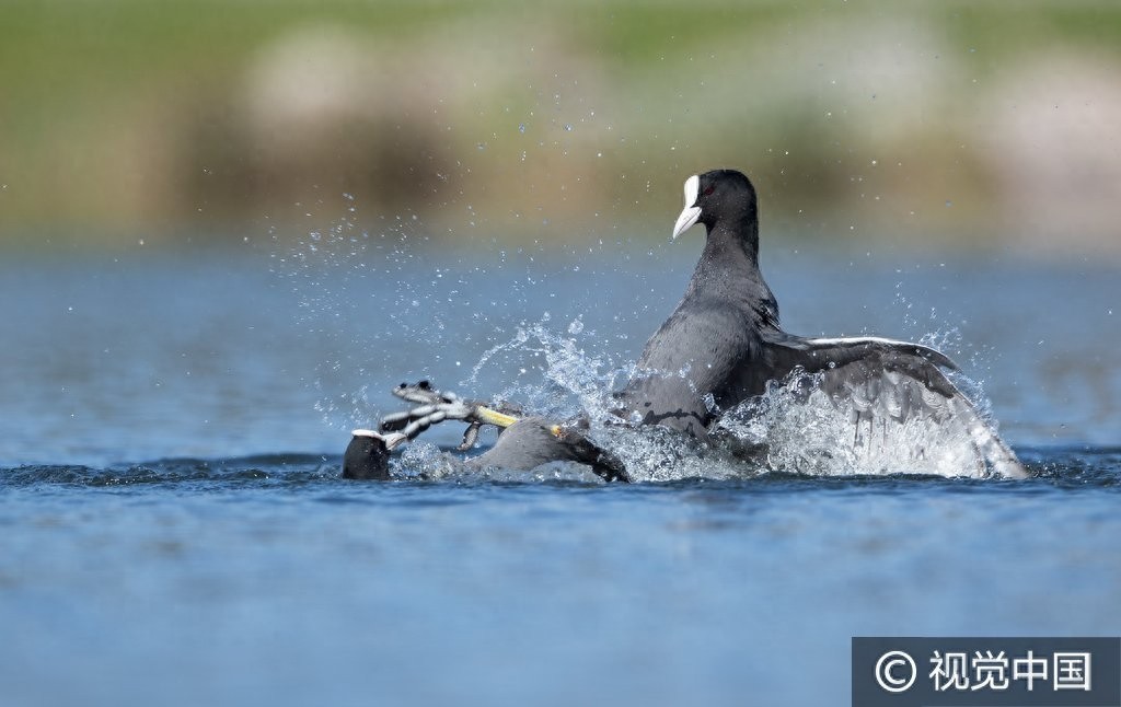群鸭戏水,谁是最终胜者?