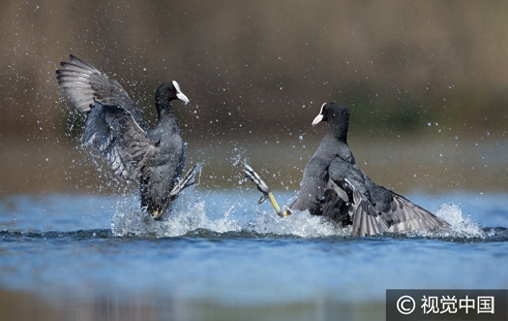 群鸭戏水,谁是最终胜者?
