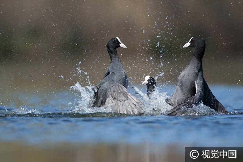 群鸭戏水,谁是最终胜者?