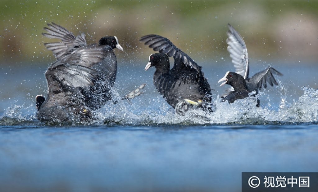 群鸭戏水,谁是最终胜者?