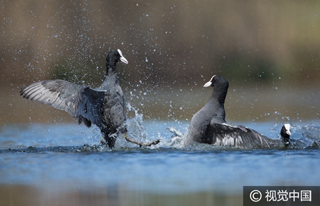 群鸭戏水,谁是最终胜者?