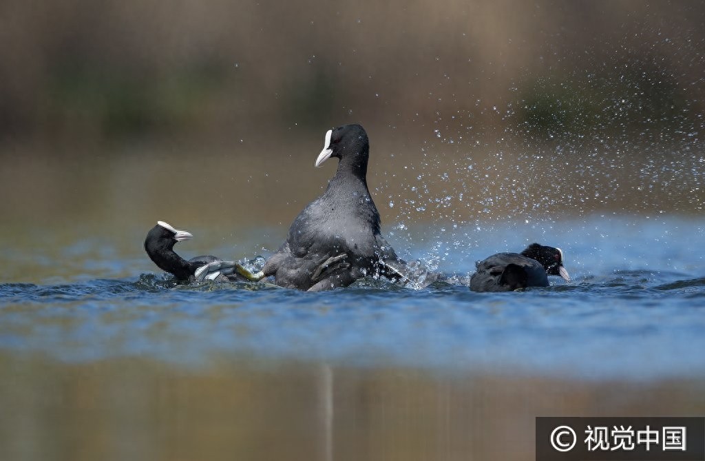 群鸭戏水,谁是最终胜者?