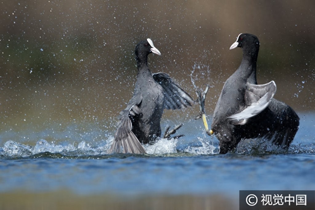 群鸭戏水,谁是最终胜者?