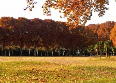 ​漂亮！冬日黄河迎宾馆梧桐美如画