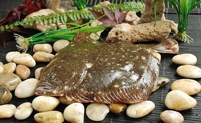 原来它就是多宝鱼，它到底有多少“宝”呢？