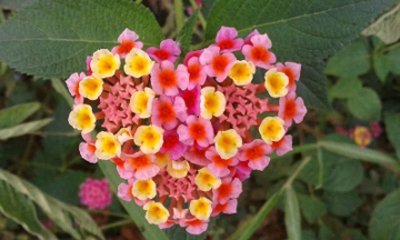 ​漂亮的五彩花，多彩的五色梅，全身是宝，你见过吗