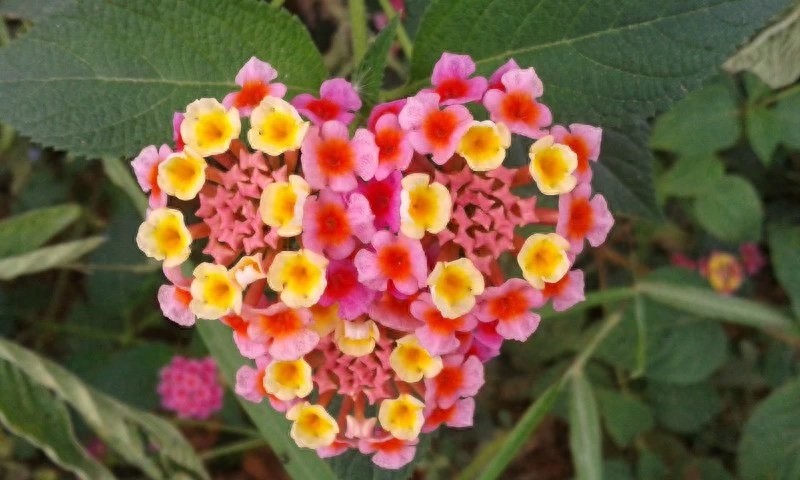 漂亮的五彩花，多彩的五色梅，全身是宝，你见过吗