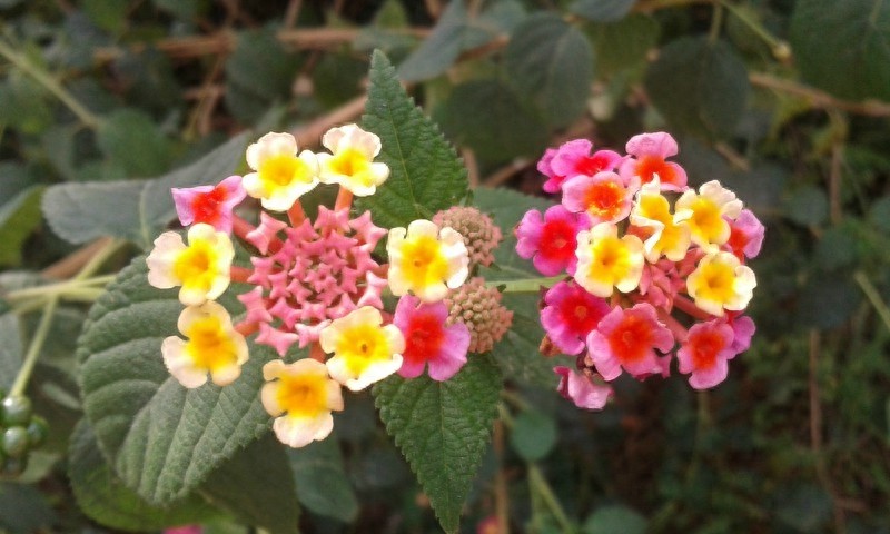 漂亮的五彩花，多彩的五色梅，全身是宝，你见过吗