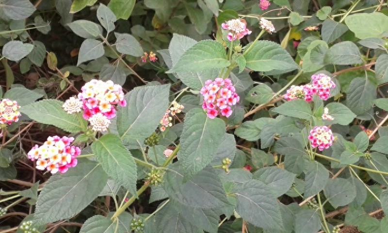 漂亮的五彩花，多彩的五色梅，全身是宝，你见过吗