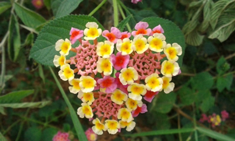 漂亮的五彩花，多彩的五色梅，全身是宝，你见过吗