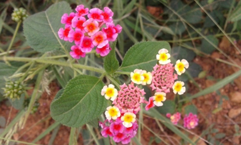 漂亮的五彩花，多彩的五色梅，全身是宝，你见过吗