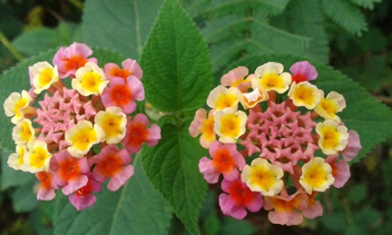 漂亮的五彩花，多彩的五色梅，全身是宝，你见过吗