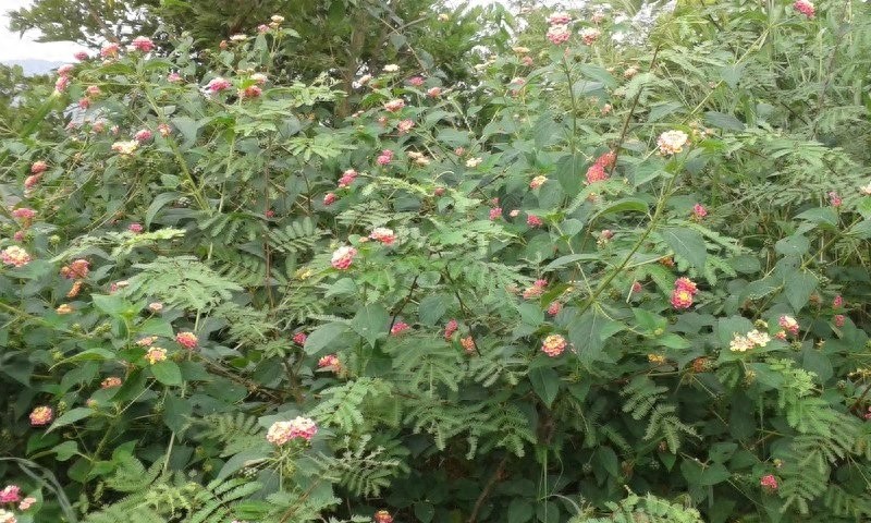 漂亮的五彩花，多彩的五色梅，全身是宝，你见过吗