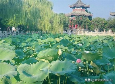 大明湖畔的夏雨荷成热梗！