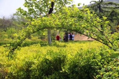 ​五一黄金周，沂水一日、二日游推荐