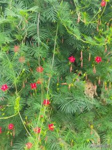 ​交社保有啥好处