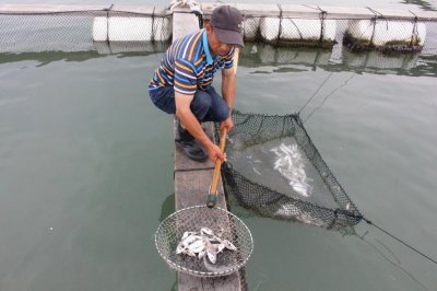 ​青岛“智”造南北接力养殖，“扒皮鱼”重回餐桌一斤超50元