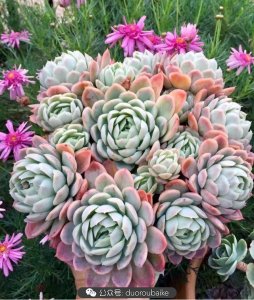 ​有一种花，叫无花，却如花、似花、胜花，确又非花！它就是多肉！