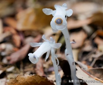 ​一周图说 | 罕见幽灵草被发现，中年人睡眠不足会增痴呆风险