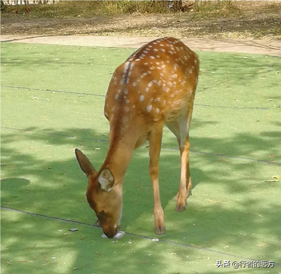避暑圣地，冰雪乐园——走进哈尔滨太阳岛风景区
