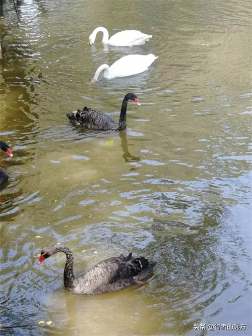 避暑圣地，冰雪乐园——走进哈尔滨太阳岛风景区